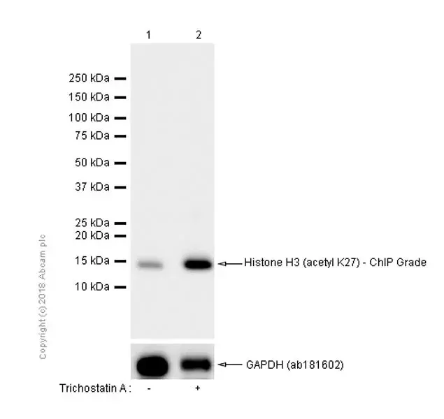 Anti-Histone H3 (acetyl K27) antibody [EP16602] - ChIP Grade(AB177178)