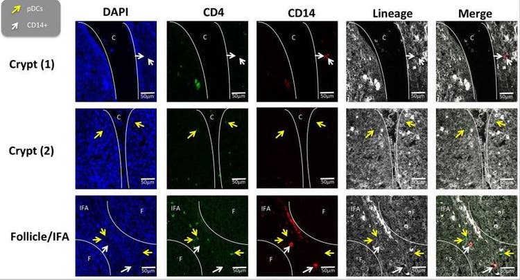 Alexa Fluor® 488 conjugation kit used to examine myeloid cells in porcine palatine tonsil by Soldevila, Ferran et al. (ab236553)