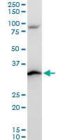 Rps3a Antibody C Terminal Ab194670  Western Blot Img92636
