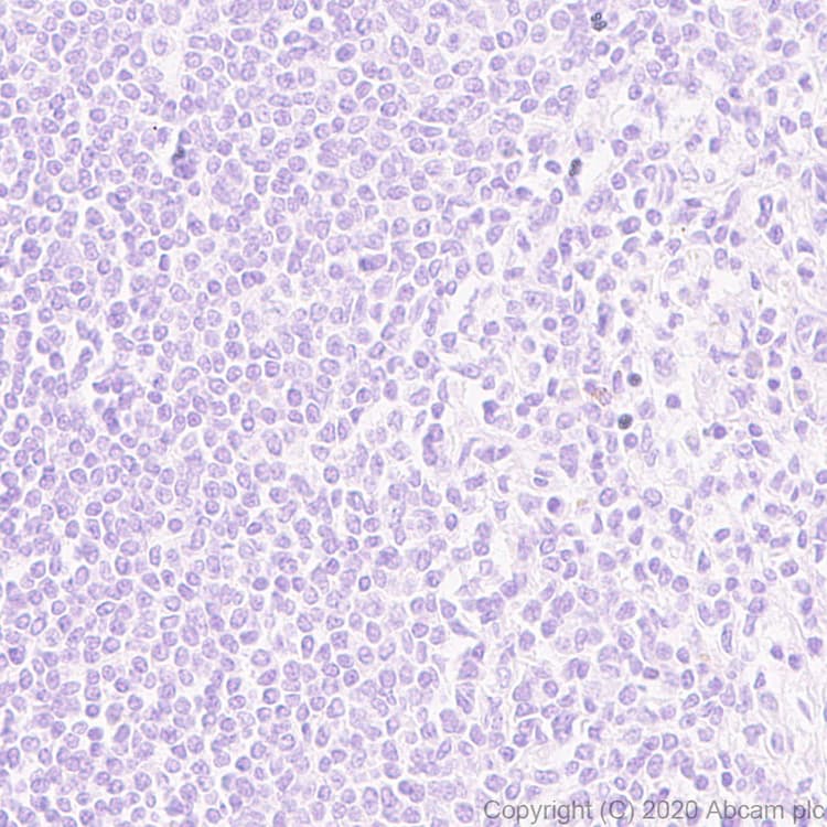 Ccl3 Mip 1 Alpha Ccl3l1 Antibody Epr23751 54 Ab259372  Immunohistochemistry Formalin Pfa Fixed Paraffin Embedded Sections Img109173