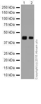 Anti-Alpha Skeletal Muscle Actin antibody [EPR18430] - BSA and Azide free(AB250775)