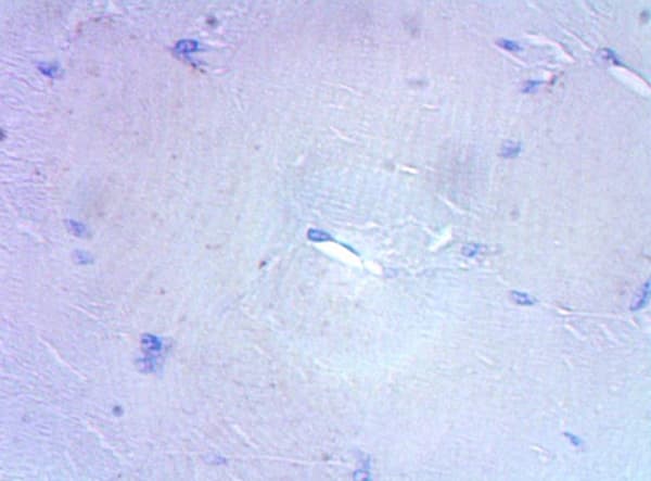 Anti-CD3 epsilon antibody(ab5690)