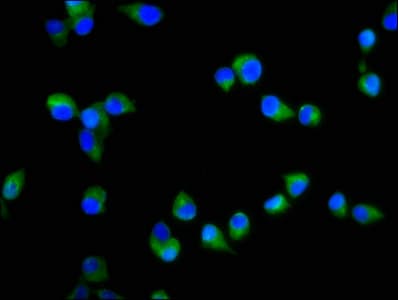 S1pr2 Antibody Ab235919  Immunocytochemistry Immunofluorescence Img99892