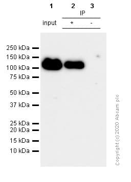 Anti-KAP1 antibody [EPR5249](AB109545)