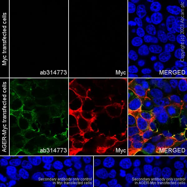 Alexa Fluor® 594 Anti-Myc tag antibody [9E10](AB223894)