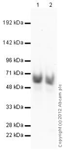 Goat Rabbit Igg H L Hrp Preadsorbed Ab97080  Western Blot Img55104