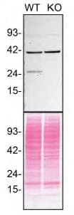 Rab3a Antibody Epr24450 44 Bsa And Azide Free Ab285170  Western Blot Img438538