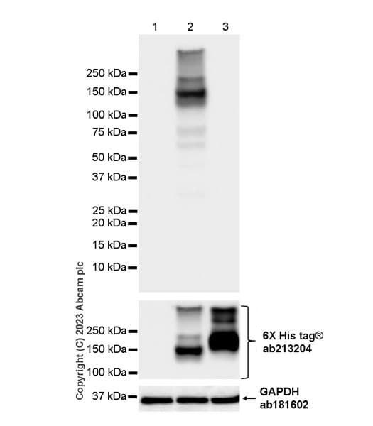 Kiaa1199 Antibody Epr27442 24 Ab308288  Western Blot Img409550