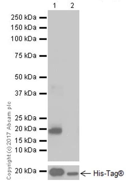 Anti-CDKN2A/p16INK4a antibody [EPR20418](AB211542)