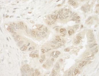 Anti-PYGO1 antibody(AB128174)