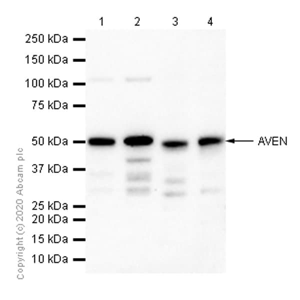 Aven Antibody Epr4720 Ab133285  Western Blot Img165541
