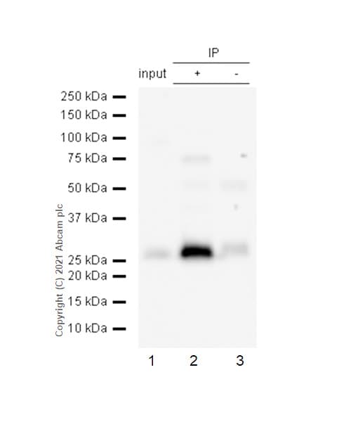 Anti-FADD antibody [EPR4415] - BSA and Azide free(AB232045)