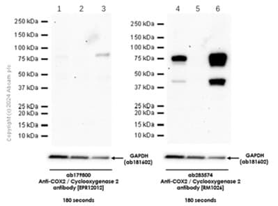 Anti-COX2 / Cyclooxygenase 2 antibody [EPR12012](AB179800)