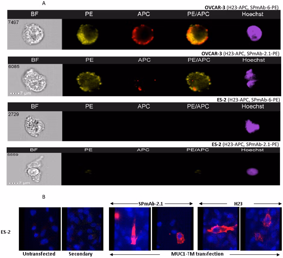 PE/R-Phycoerythrin conjugation kit labeling SPmAb-6 antibody for Imagestream analysis of MUC1 SP on tumor cell membrane (Kovjazin R et al.)