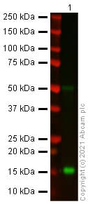 Anti-Alpha-synuclein antibody [syn211](AB80627)