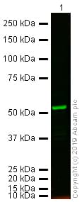 Rabbit Sheep Igg H L Alexa Fluor 750 Ab175757  Western Blot Img66542