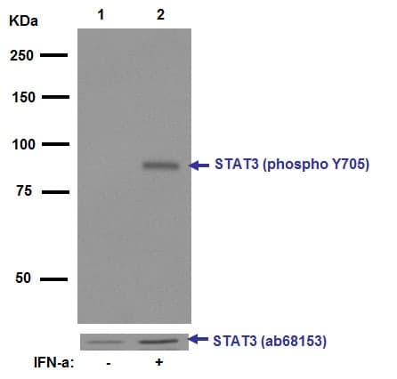 Anti-STAT3 (phospho Y705) antibody [EP2147Y](AB76315)