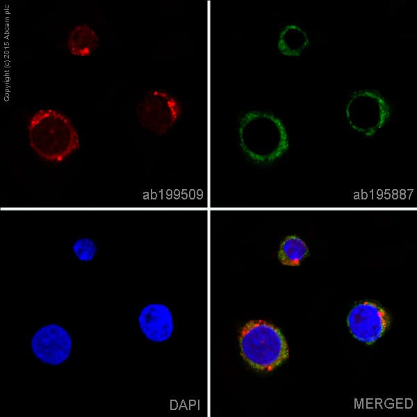 Alexa Fluor 647 Rel B Antibody Ep613y Ab199509  Immunocytochemistry Immunofluorescence Img107440