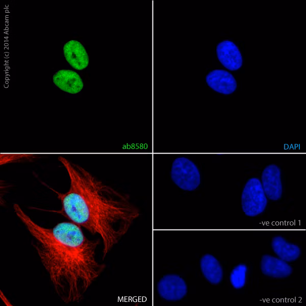 Immunocytochemistry/Immunofluorescence - Anti-Histone H3 (tri methyl K4) antibody - ChIP Grade (ab8580). ab8580 staining Histone H3 (tri methyl K4) in HeLa (Human epithelial cell line from cervix adenocarcinoma) cells.