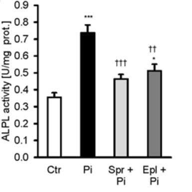 Bar graph showing effects of mineralocorticoid receptor blockade on phosphate-induced enzyme activity in human aortic smooth muscle cells.