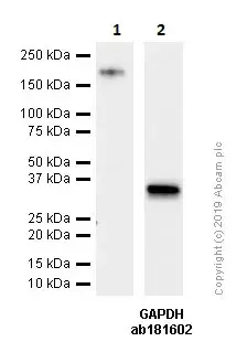 Anti-GAPDH antibody [EPR16891] - Loading Control(AB181602)