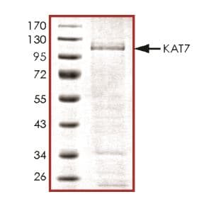 Ab268698  Sds Page Img28846