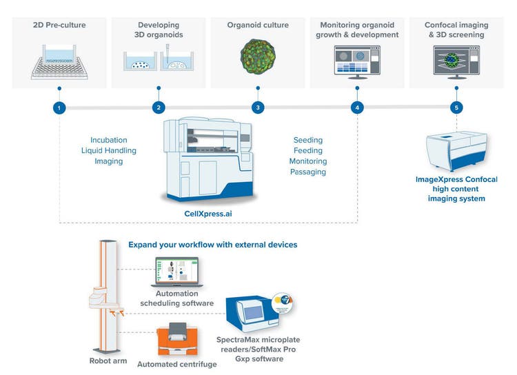 cellxpress-ai-automated-cell-culture-workflow