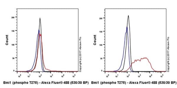 Anti-Bmi1 (phospho T275) antibody [EPR19848](AB213723)