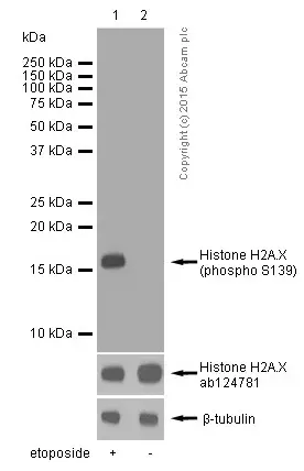 Anti-gamma H2A.X (phospho S139) antibody [EP854(2)Y](AB81299)