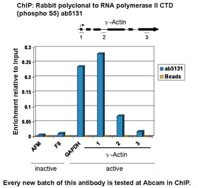 Anti-RNA polymerase II CTD repeat YSPTSPS (phospho S5) antibody(ab5131)