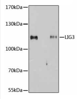 Anti-DNA Ligase III/LIG3 antibody(AB185815)