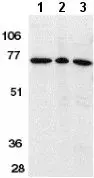 Anti-AIF antibody - Mitochondrial Marker(AB1998)