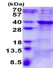 Ab139229  Sds Page Img22247