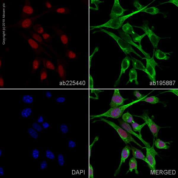 Alexa Fluor® 647 Anti-active YAP1 antibody [EPR19812](AB225440)