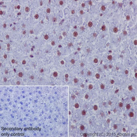 Anti-53BP1 antibody [EPR2172(2)](AB175933)