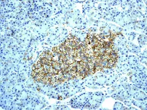 Immunohistochemical analysis of paraffin embedded human pancreas tissue labeled with ab134152 at 1/100 dilution.