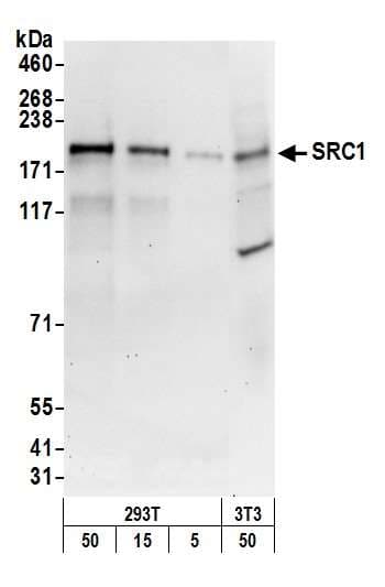 Kat13a Src1 Antibody Ab10308  Western Blot Img170512