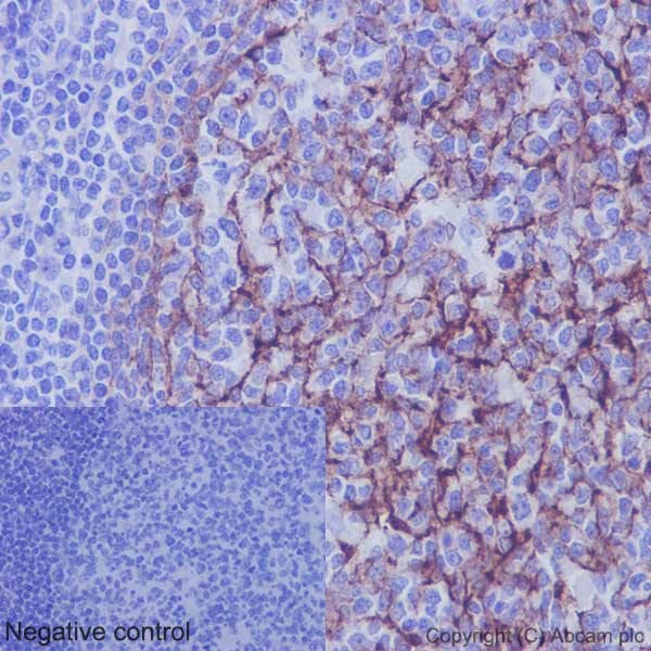 Immunohistochemical staining of paraffin embedded human tonsil with purified ab134047 at a dilution of 1/500