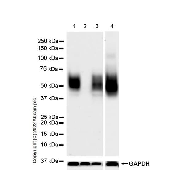 Cd47 Antibody Epr24922 5 Ab300435  Western Blot Img400622