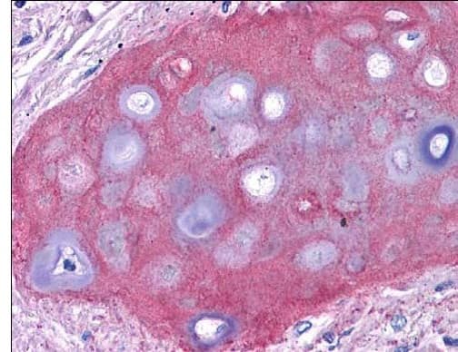 Anti-Collagen II antibody(ab34712)