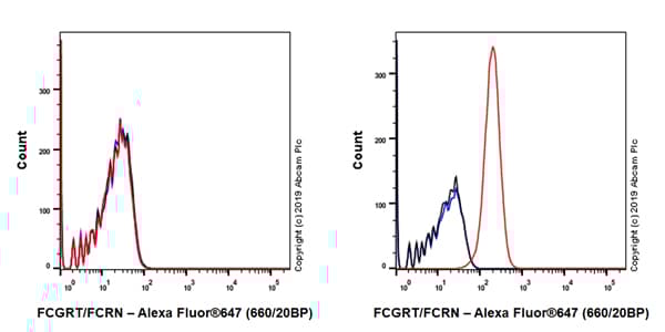Anti-FCGRT/FCRN antibody [EPR22627-25] - BSA and Azide free(AB256121)