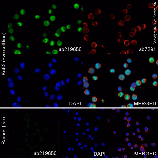 Immunocytochemistry/ Immunofluorescence - Anti-PRAME antibody [EPR20330] - BSA and Azide free (ab232571)