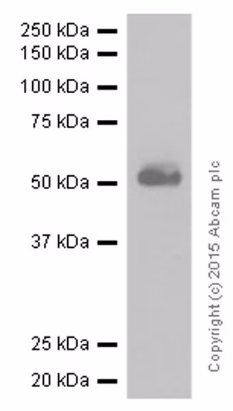 Western blot of THP-1 cell lysate probed with anti-CD4 antibody EPR6855.