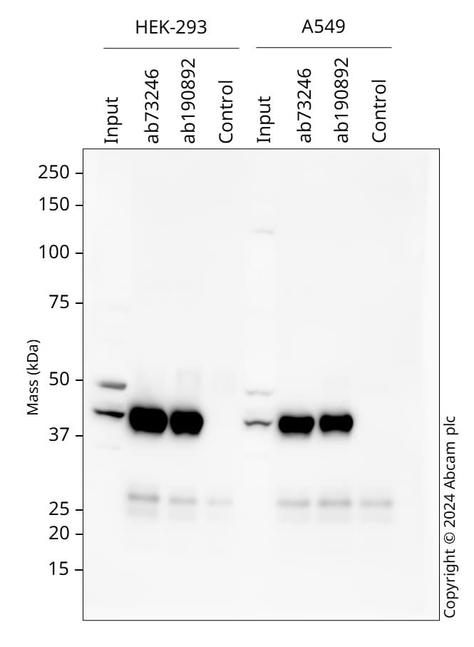 Prmt1 Antibody Ab73246  Western Blot Img432474