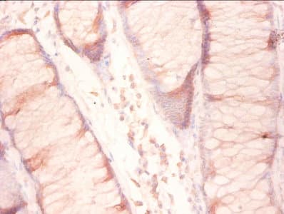 Rpl27 Rpl27a Antibody Ab236906  Immunohistochemistry Formalin Pfa Fixed Paraffin Embedded Sections Img72213
