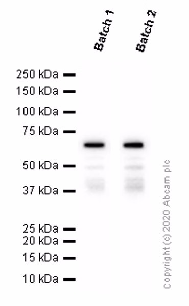 Western blot of Smad4 protein (60 kDa) in Ramos cell lysate