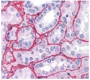 Anti-Collagen IV antibody(AB6586)