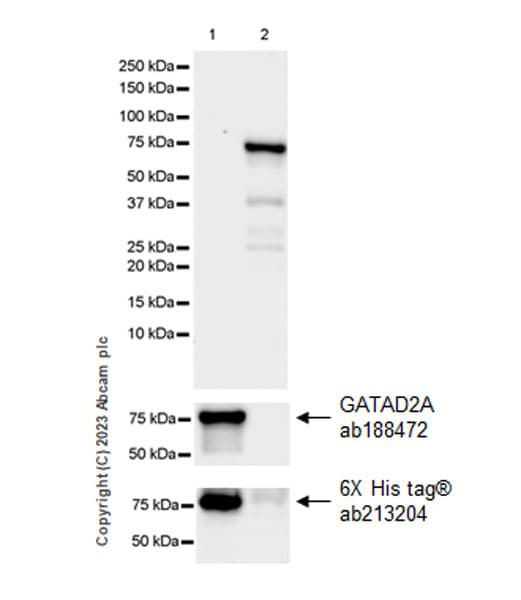 Gatad2a Antibody Epr18252 Ab188472  Western Blot Img409761