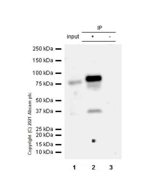 Anti-STAT4 antibody [EPR25128-48](AB284408)