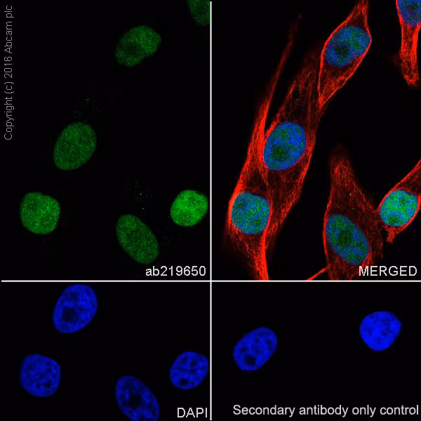 Immunofluorescent staining of PRAME protein in MeWo melanoma cells using primary antibody ab219650 and Alexa Fluor 488-conjugated secondary antibody, showing green fluorescence.